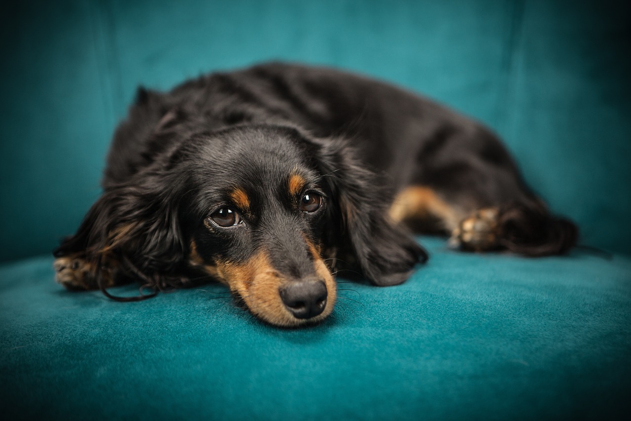 The Gentle Spirit of the Tervuren